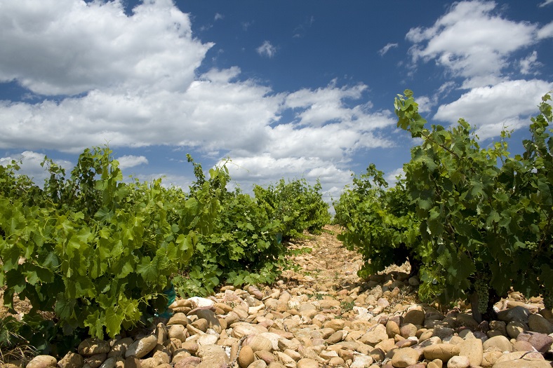 Chateauneuf-du-Pape vin Rhone galet roule iDealwine