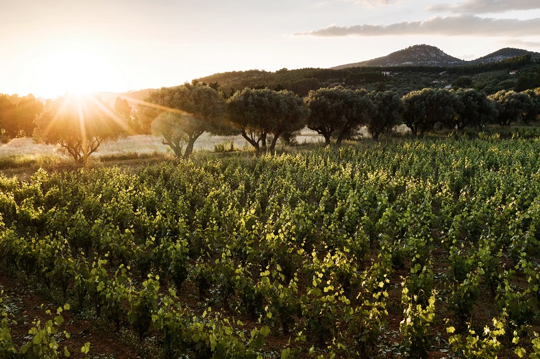 Vin vignes Provence Bandol domaine de Terrebrune iDealwine