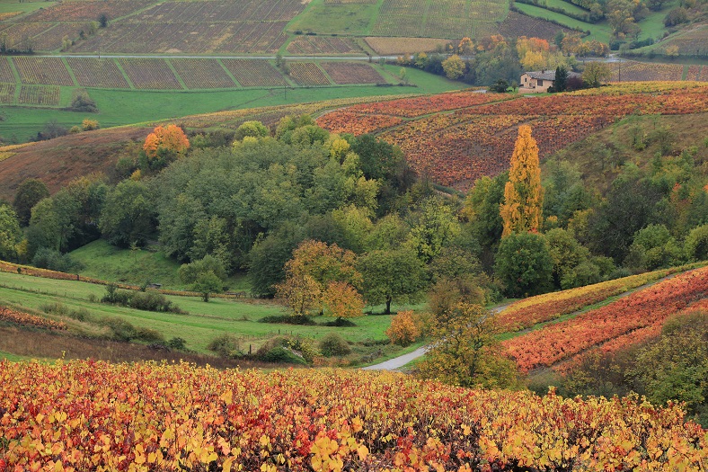 Vignoble du Beaujolais en automne iDealwine vin