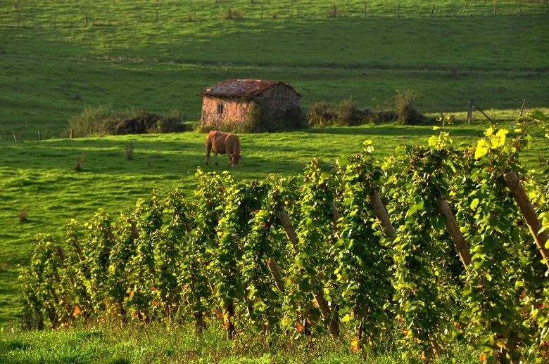 Domaine des Pothiers iDealwine vins de Loire