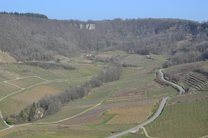 Vignes-Chateau-Chalon