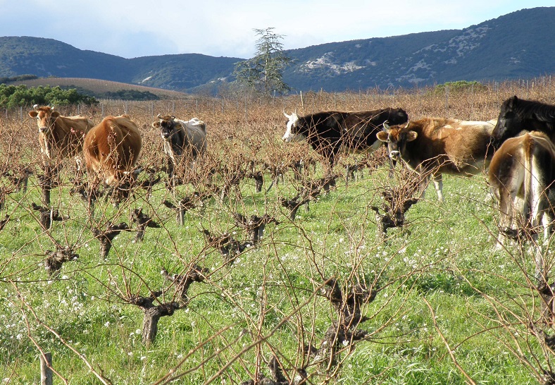 Terroir Didier Barral domaine Leon Barral iDealwine vin Languedoc Faugeres vaches polyculture