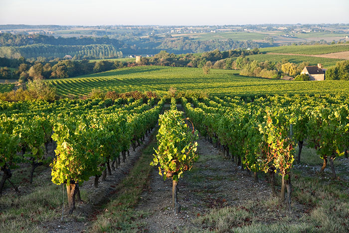 Encheres-Janvier-2023-vins-Loire