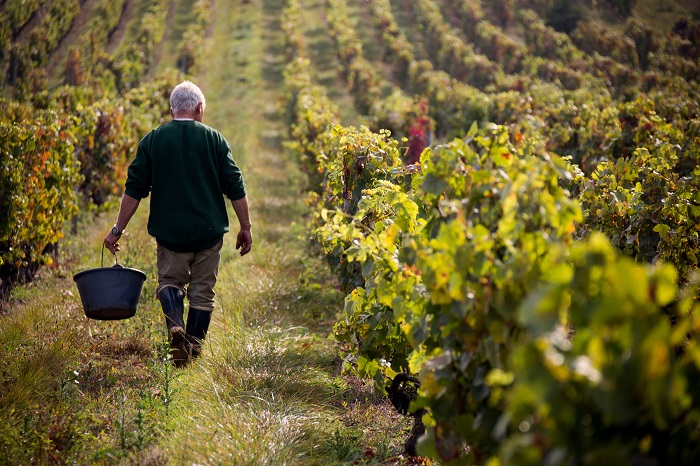 Vendanges vin iDealwine