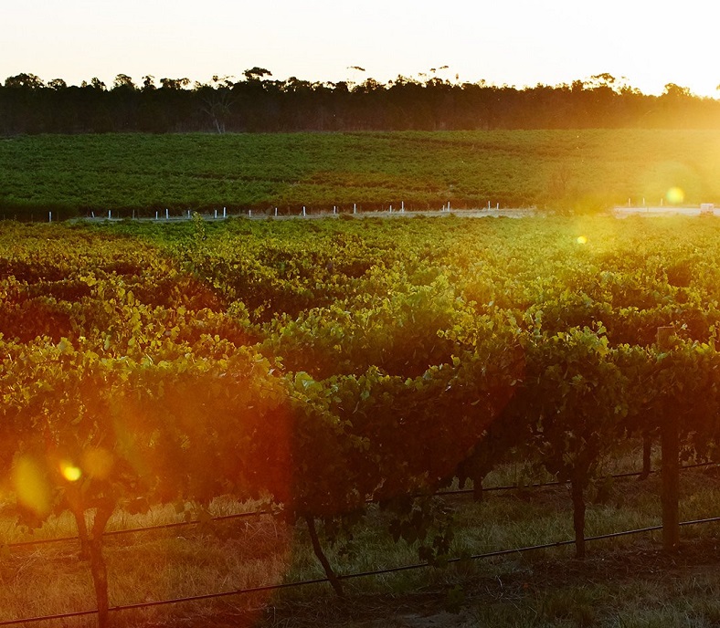 Penfolds célèbre vin australien iDealwine vignes