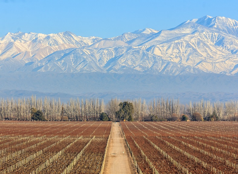 Laura Catena vin Argentine iDealwine vignoble et montagnes