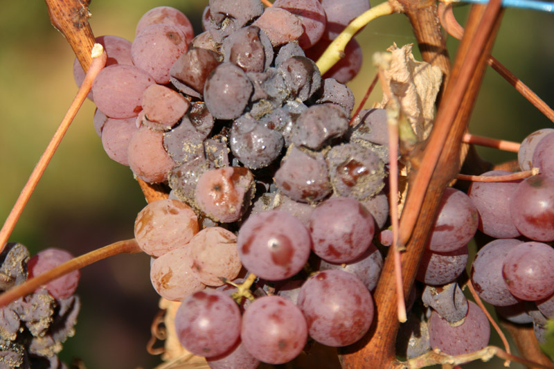 raisins botrytisés vins liquoreux