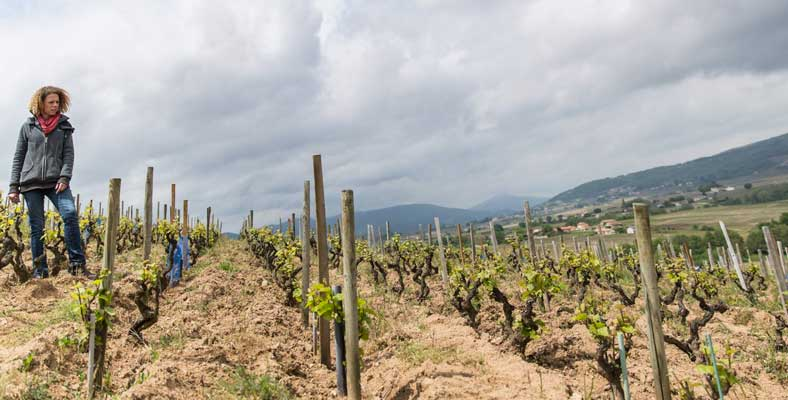 beaujolais gamay grands vins nature morgon Lapierre