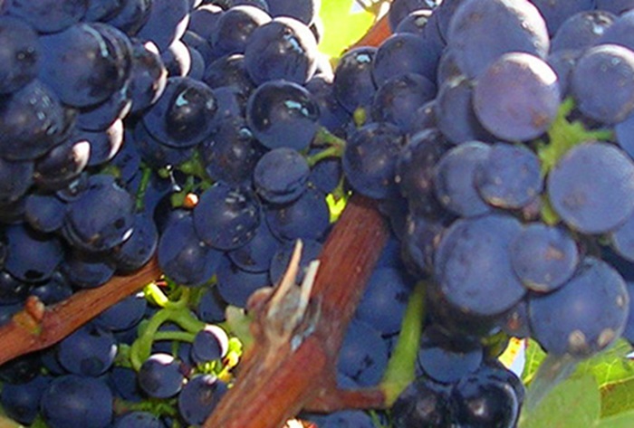 La syrah - variété de raisins