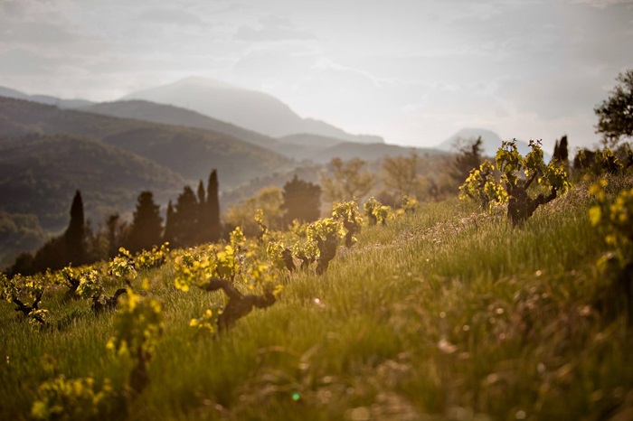 Le Soula Roussillon iDealwine domaine vin vignes