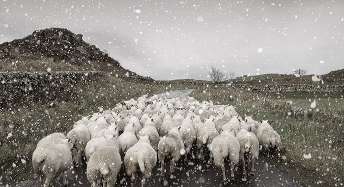 Les moutons de l'île d'Islay - Ardbeg - iDealwine